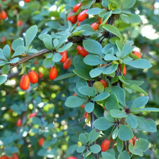 Berberys Thunberga