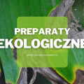 Ekologiczne środki na choroby roślin | Jakie wybrać i gdzie kupić?