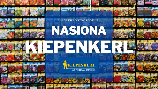 Markowe nasiona Kiepenkerl | Jakie wybrać i gdzie kupić?