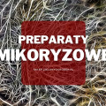 Preparaty mikoryzowe do ogrodu | Jakie wybrać i gdzie kupić?