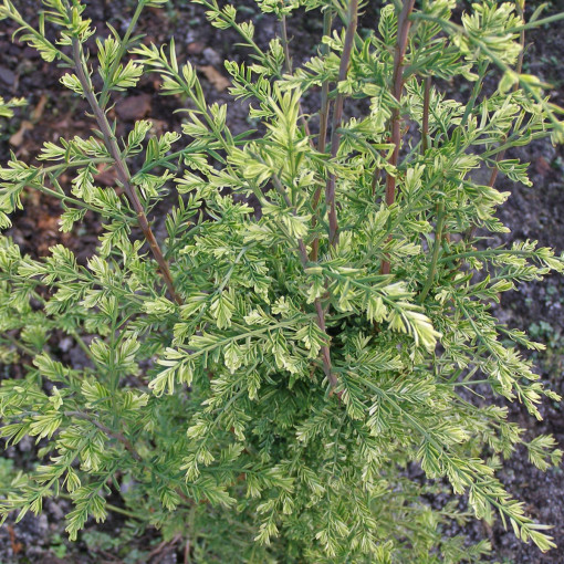 Metasekwoja chińska 'Marta'