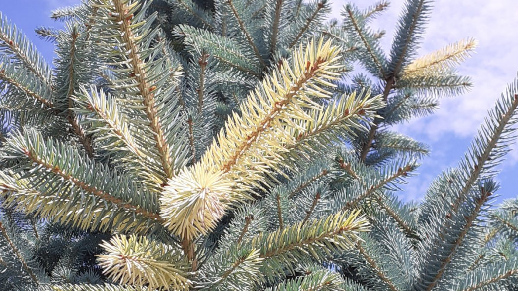 Świerk kłujący Picea pungens 'Szelest'