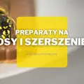 Preparaty na osy i szerszenie | Jakie wybrać i gdzie kupić?