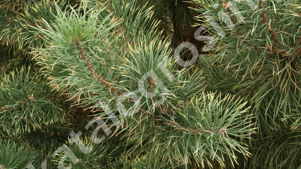 sosna pospolita Pinus sylvestris Bialogon Fot. Grzegorz Falkowski ZSzP