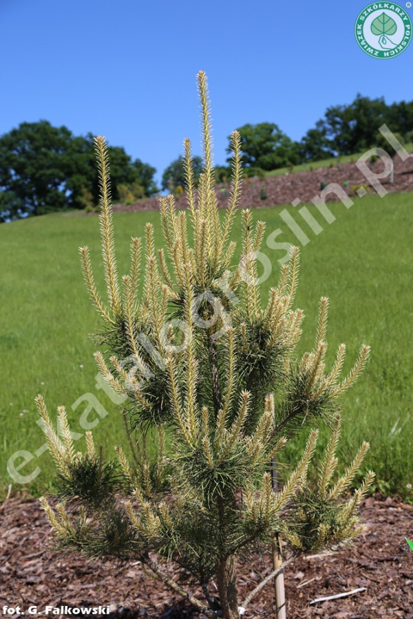 sosna pospolita Pinus sylvestris Bialogon Fot. G. Falkowski-ZSzP