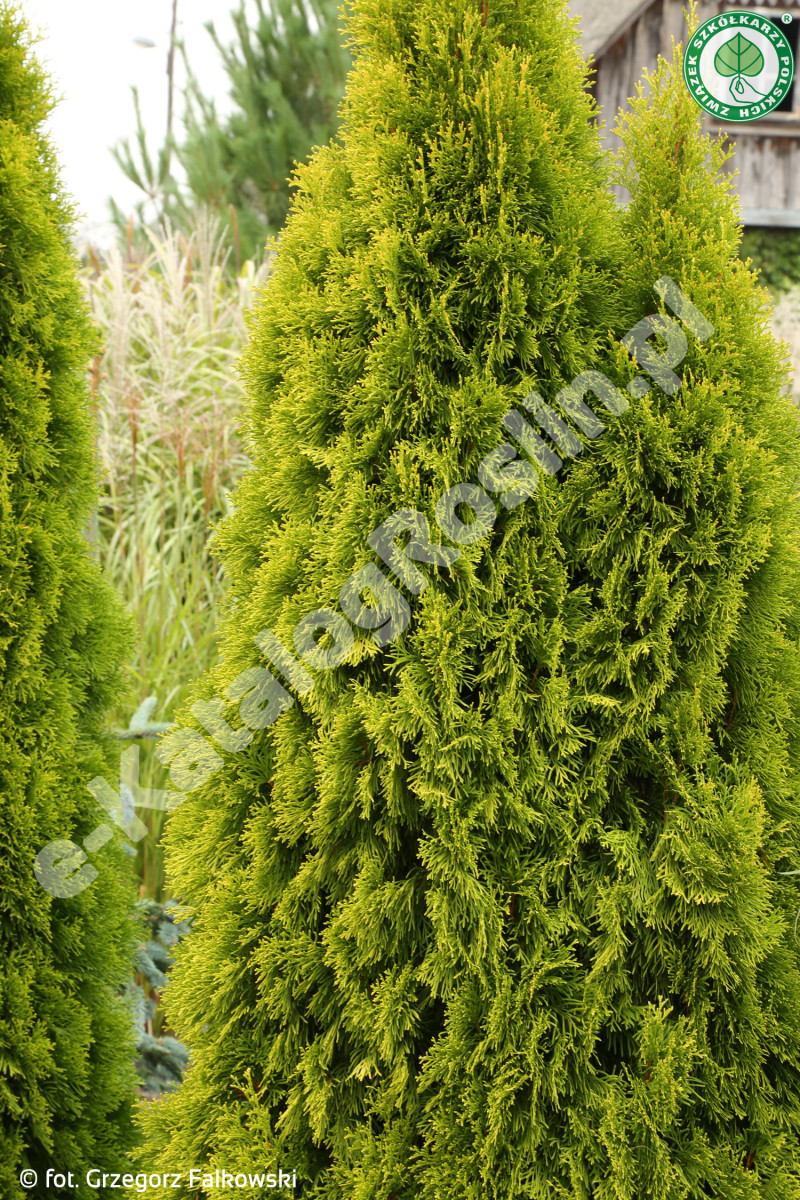 żywotnik zachodni Thuja occidentalis GOLDEN SMARAGD Janed Gold Fot. G. Falkowski ZSzP