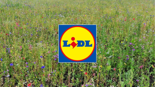 Lidl zakłada łąki kwietne przy swoich sklepach!