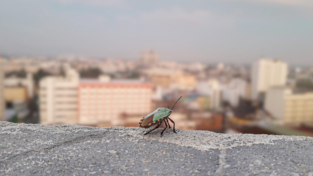 mały owad w wielkim mieście fot. Jacop Hayi - Pixabay