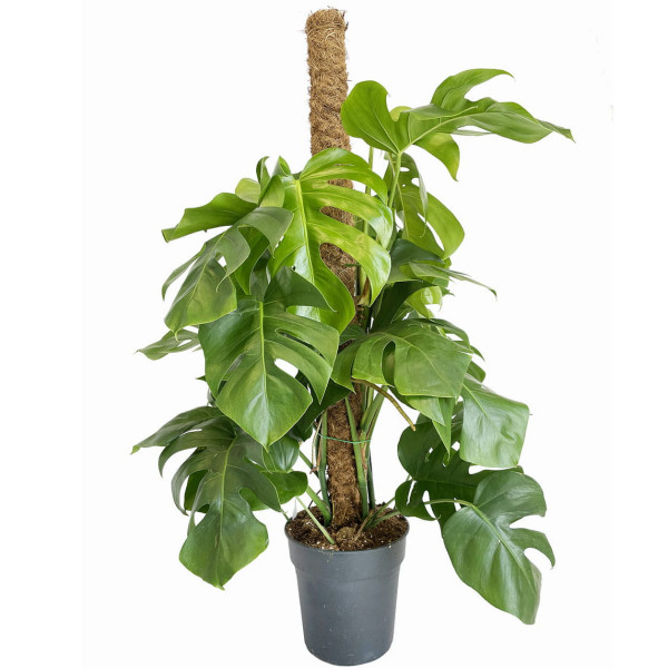 monstera - modna roślina doniczkowa - trendy 2022
