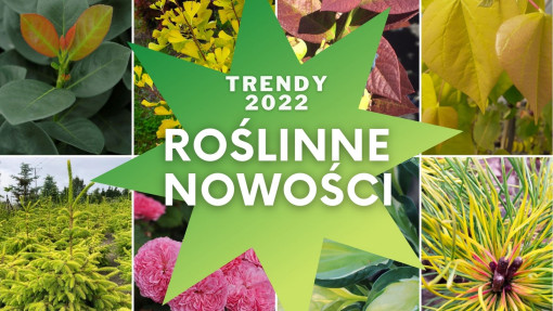 8 roślin ogrodowych, które będą modne w 2022 roku! | Roślinne nowości