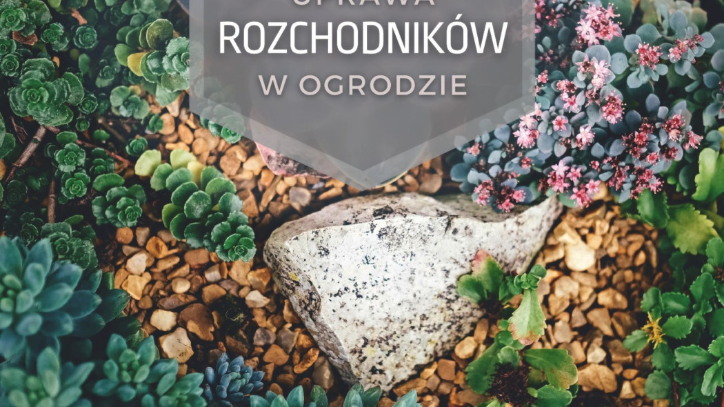 Uprawa rozchodników w ogrodzie, fot. Pixabay