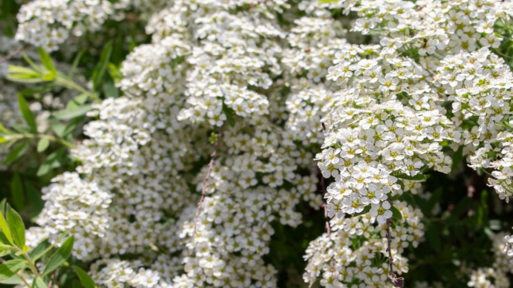 Tawuła szara Spiraea cinerea 'Grefsheim' norweska, fot. OlaKorica - Depositphotos