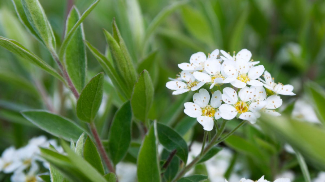 Tawuła szara Spiraea cinerea 'Grefsheim' norweska, fot. ivusakzkrabice - Depositphotos