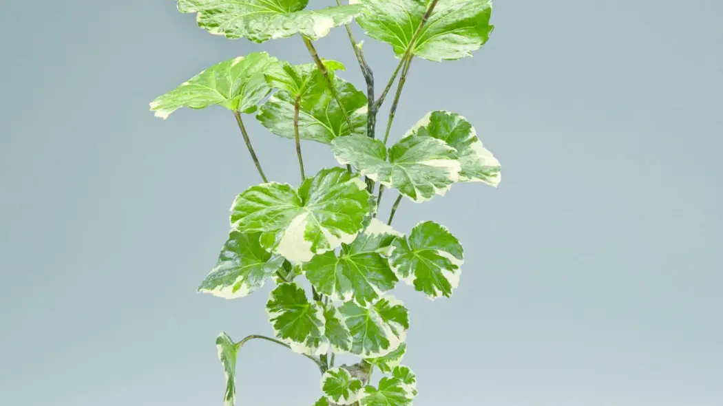 Polyscias balfouriana 'Marginata', fot. Floradania.dk