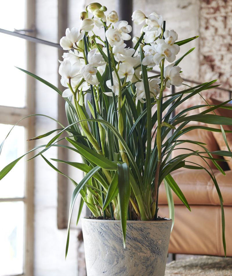 storczyk cymbidium