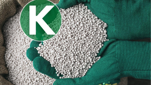Nawożenie roślin potasem | Jak i kiedy to robić?
