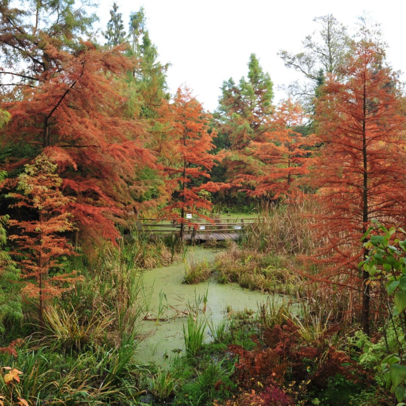 Ogrodowa mapa Polski część 2 Arboretum w Bolestraszycach