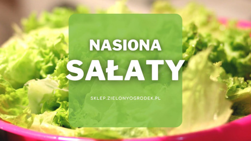 Nasiona sałaty | Jakie wybrać i gdzie kupić?