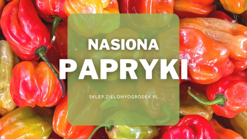 Nasiona papryki | Jakie wybrać i gdzie kupić?