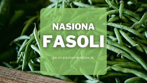 Nasiona fasoli | Jakie wybrać i gdzie kupić?