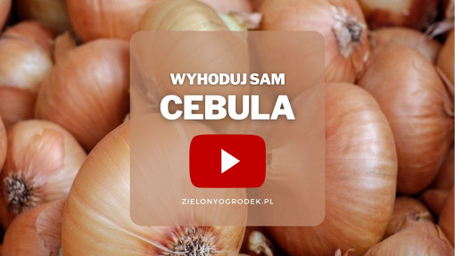 Cebula z ogrodu | Wyhoduj sam! 