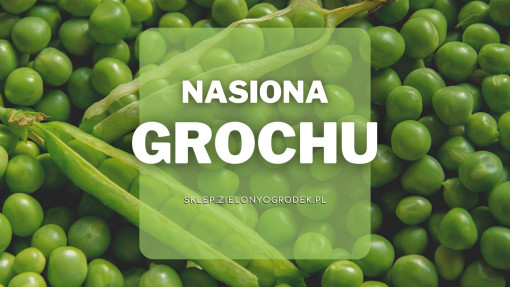 Nasiona grochu | Jakie wybrać i gdzie kupić?