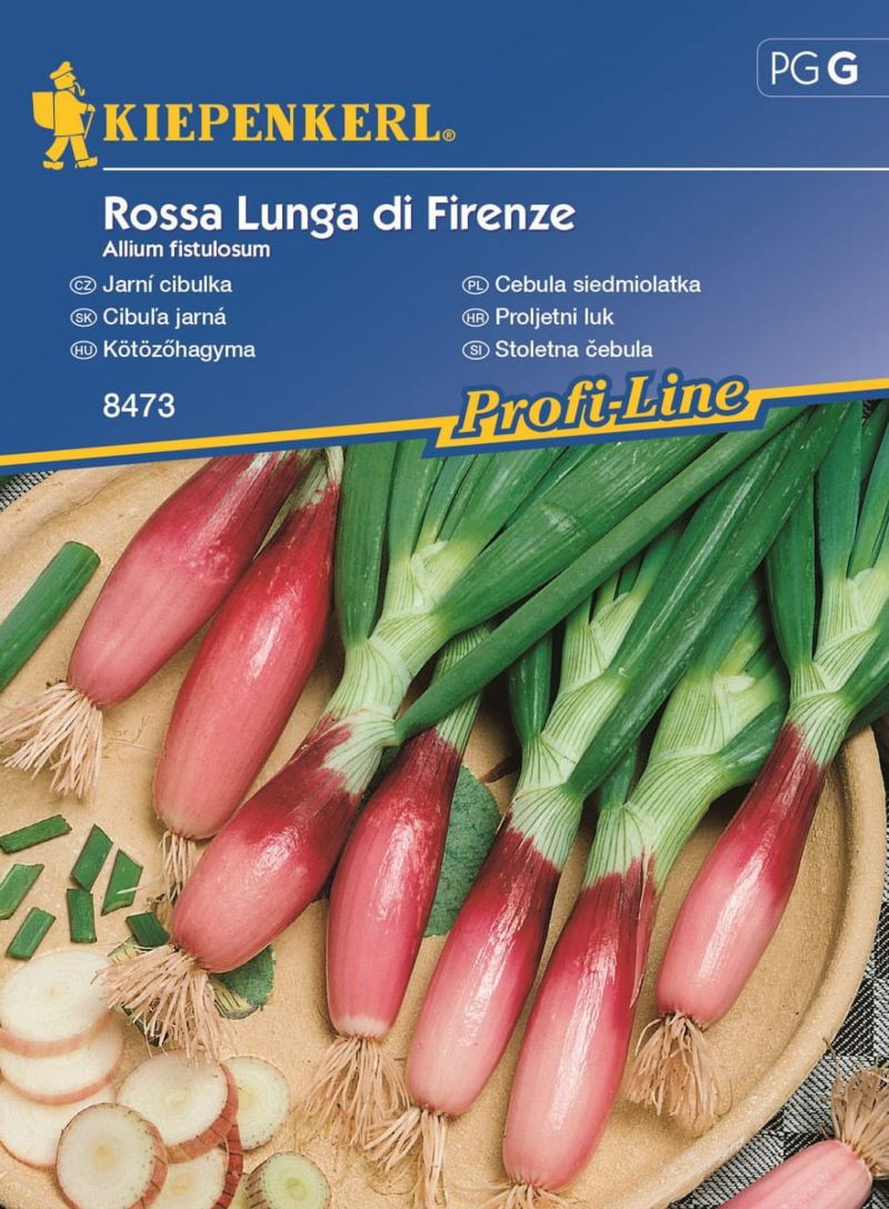 Nasiona cebuli siedmiolatki odmiana 'Rossa Lunga di Firenze'