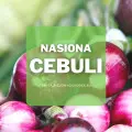 Nasiona cebuli | Jakie wybrać i gdzie kupić?