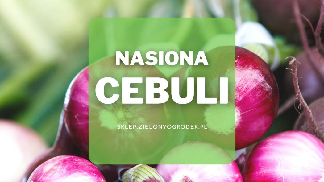 Nasiona cebuli Jakie wybrać i gdzie kupić