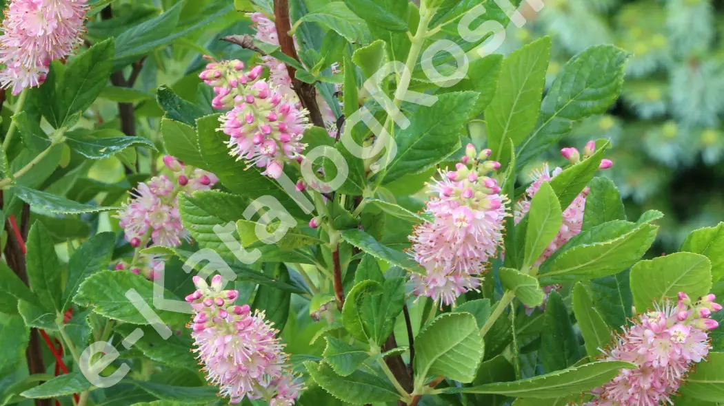 orszelina olcholistna Clethra alnifolia ‘Ruby Spice’ Fot. Grzegorz Falkowski
