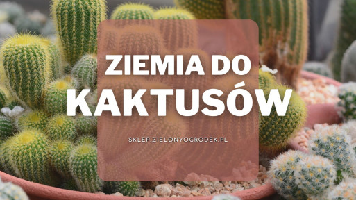 Ziemia do kaktusów | Jaką wybrać i gdzie kupić? 