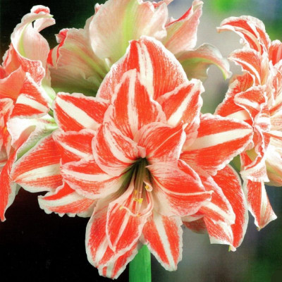 Cebulki hippeastrum (Amarylis), odmiana 'Dancing Queen'