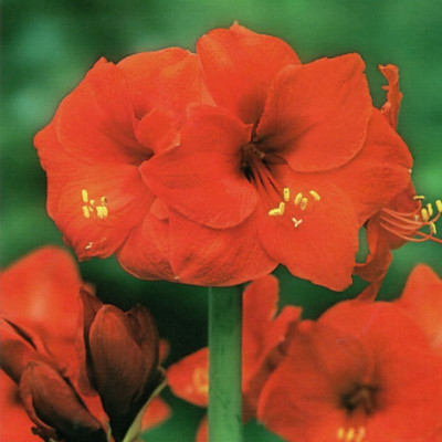 Cebulki hippeastrum (Amarylis), odmiana 'Red Lion'