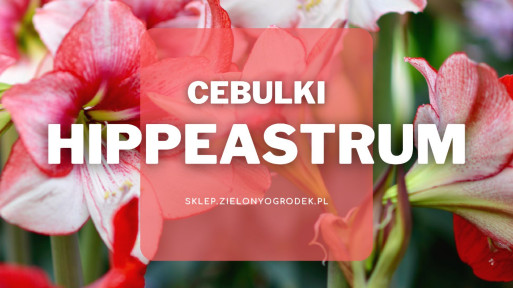 Cebulki hippeastrum | Jakie wybrać i gdzie kupić?