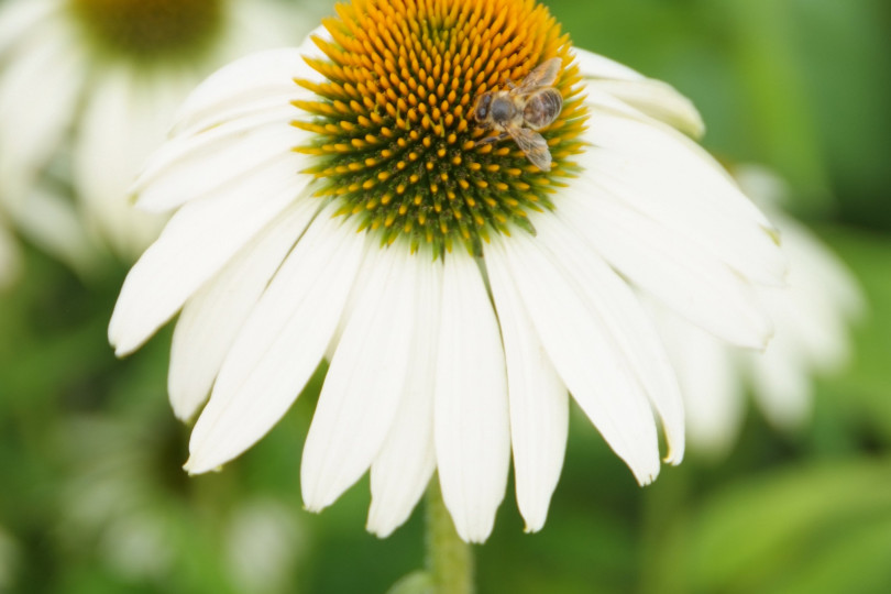 Echinacea purpurea
