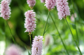Persicaria bistorta Superba
