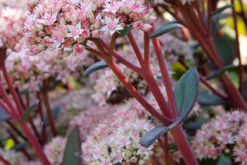 Sedum 