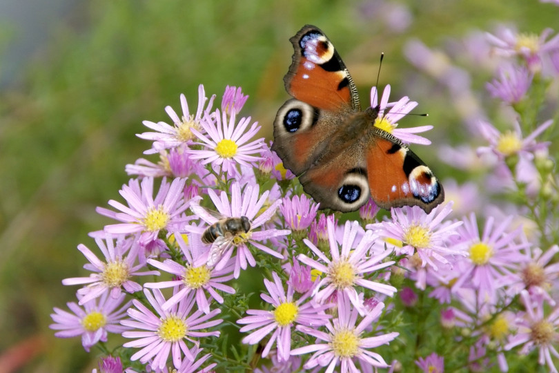 Aster
