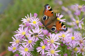 Aster