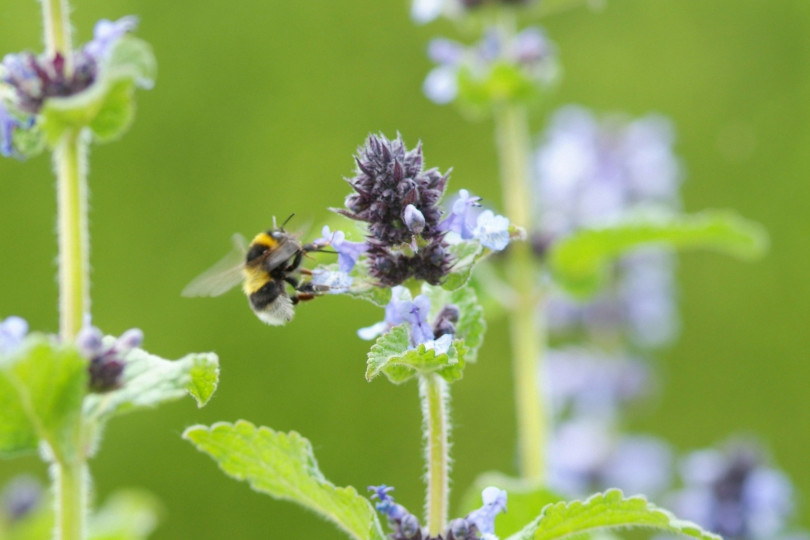 Nepeta clarkei