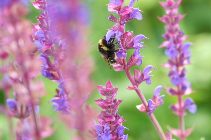 Salvia nemorosa