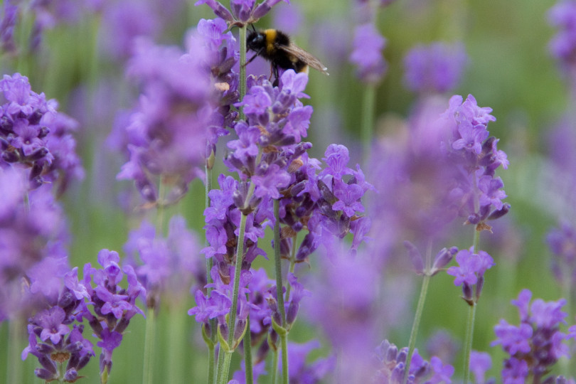 Lavandula angustifolia 