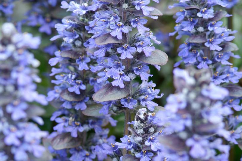 Ajuga reptans 