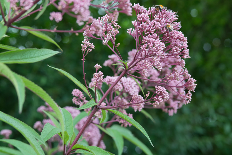 Eupatorium 