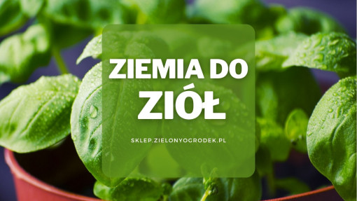 Ziemia do ziół | Jaką wybrać i gdzie kupić? 