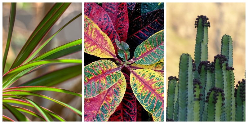 Dracena, kroton, wilczomlecz - trujące rośliny domowe