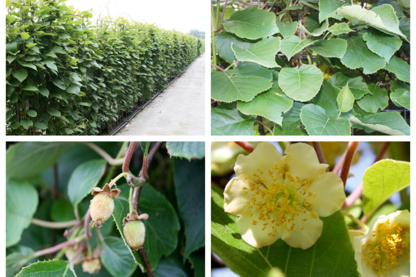 Aktinidia-kiwi – żywopłot formowany