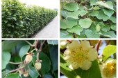 Aktinidia-kiwi – żywopłot formowany