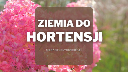 Ziemia do hortensji | Jaką wybrać i gdzie kupić?