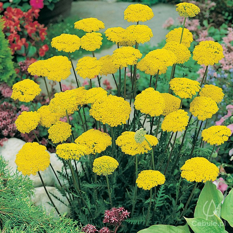 Krwawnik (łac. Achillea) odmiana 'Filipendulina'